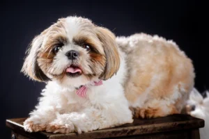 Pet photography
